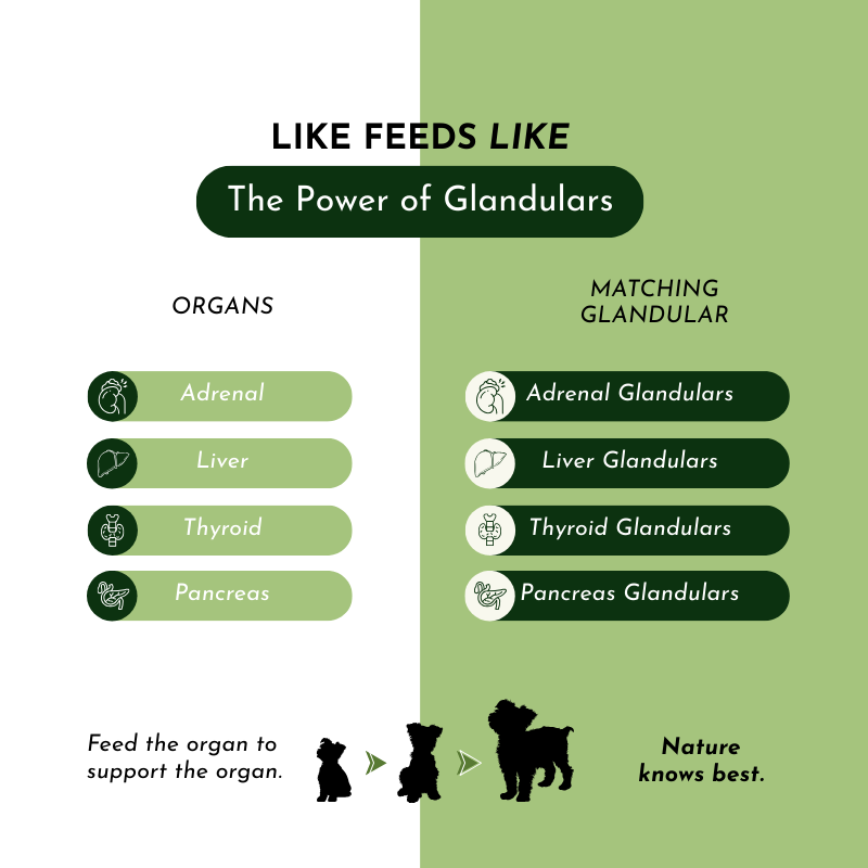 Holistic Total Body Support – Multivitamin & Glandular Support for Dogs and Cats