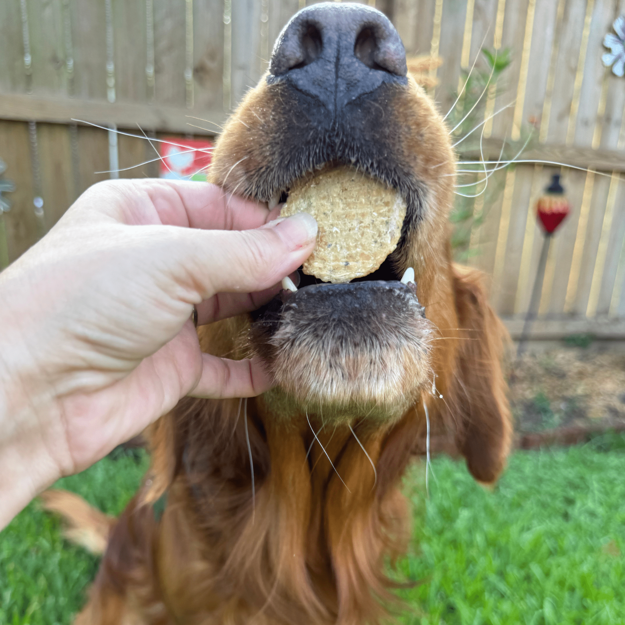 Fish Chips for Dogs | Wild-Caught Fish Dog Treats