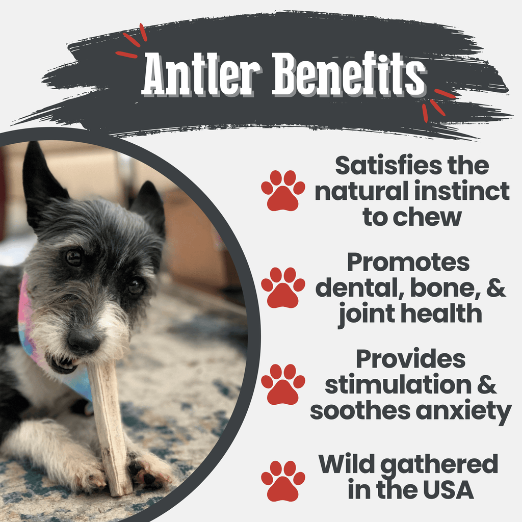 Elk Antler Dog Chews | All-Natural Whole and Split Elk Antler Chews for Dogs