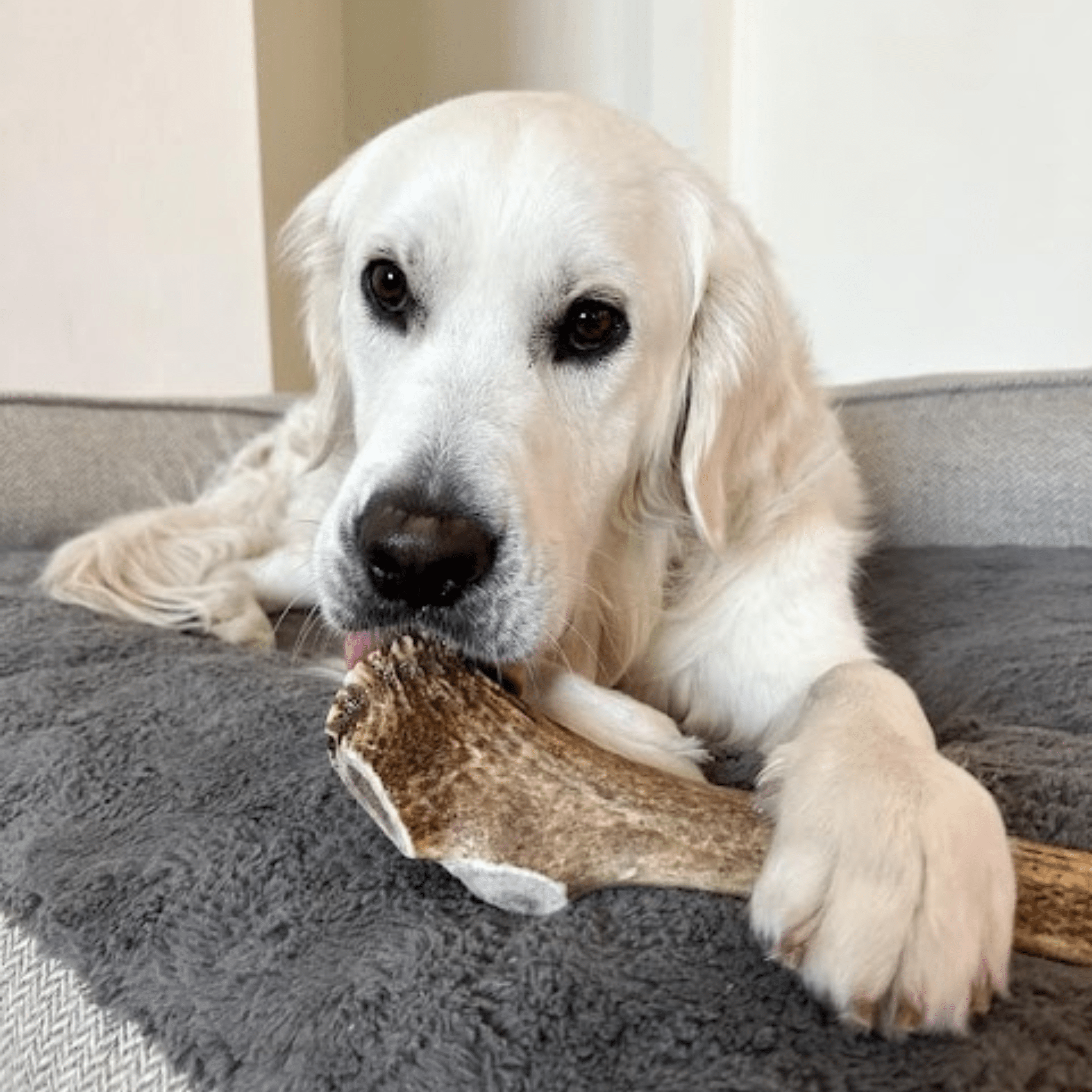 Elk Antler Dog Chews | All-Natural Whole and Split Elk Antler Chews for Dogs