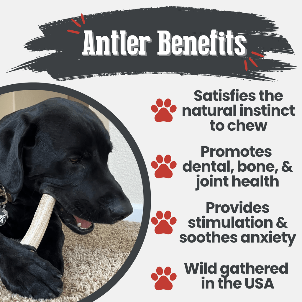 Elk Antler Dog Chews | All-Natural Whole and Split Elk Antler Chews for Dogs