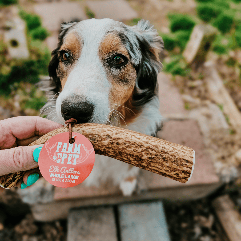 Elk Antler Dog Chews | All-Natural Whole and Split Elk Antler Chews for Dogs