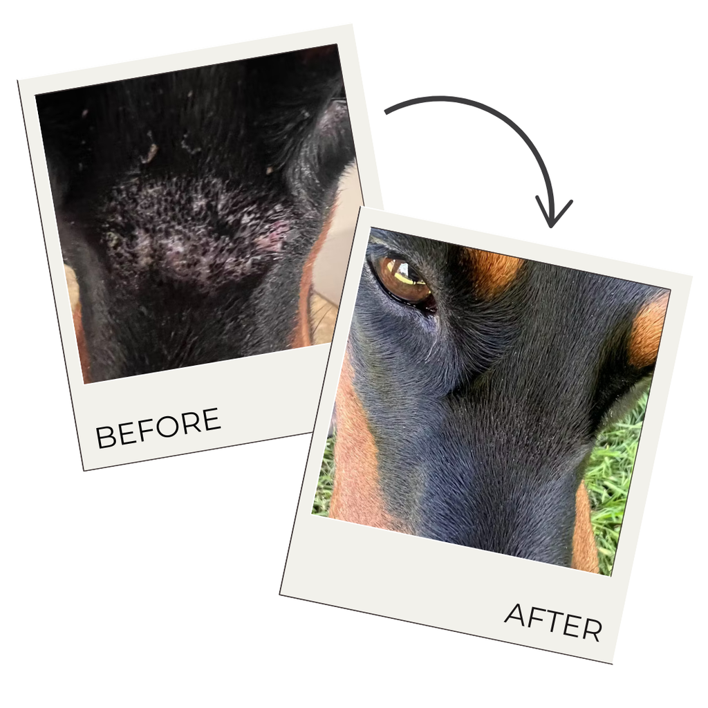 Hair Regrowth Spray for Dogs & Horses