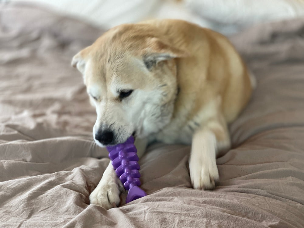 Fish Bone Nylon Dog Toy for Aggressive Chewers | USA Made | SodaPup